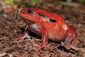 Frog Prints: Close-up of a Tomato frog (Dyscophis antongilii) in marsh habitat
