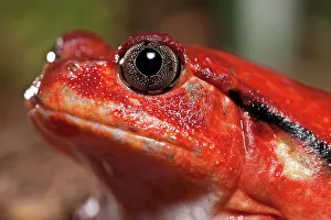 Frog Prints: Close-up of a Tomato frog (Dyscophis antongilii) in marsh habitat