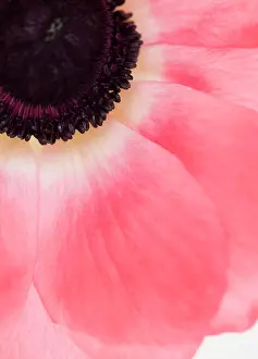 East Coast Prints: Close-up of tropical flower