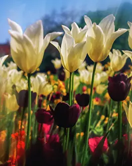 Republic Of Ireland Prints: Close-Up Of Tulips In Merrion Square Garden, Dublin, Ireland