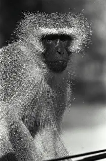 Adult Animal Prints: Close-up of a Vervet Monkey (Chlorocebus pygerythrus)