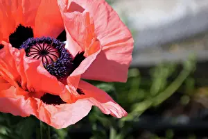 Soft Focus Prints: Close-up of a vibrant coral poppy flower with a dark center
