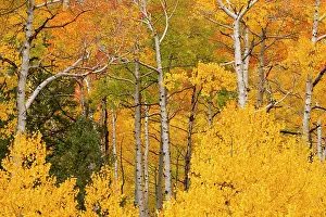 White Color Prints: Close-up view of aspen trees (Populus tremuloides) in forest exploding with golden