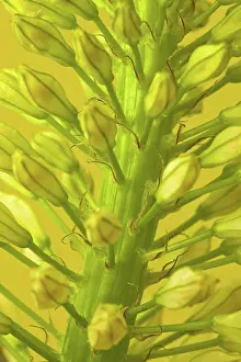 Flower Head Prints: Close-up view of blooming flower