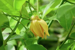 Petals Prints: Close-up view of climbing ylang-ylang flower blooming on tree branch