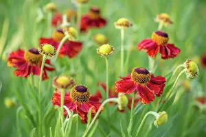 Verrotten Prints: Close-up view of helenium flowers Close-up view of helenium flowers on blurred green background Copyright: xZoonar