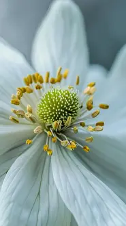 Pollination Prints: A close-up view showcasing the intricate details of a white flower with vibrant yellow stamen