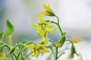 Petals Prints: Close-up view of yellow tomatoes flower in bloom