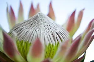 Flower Head Prints: Close-up of a water lily flower