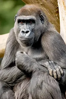 Animal Mouth Prints: Close-up of a Western Lowland gorilla (Gorilla gorilla gorilla)