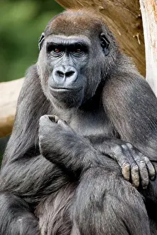 Animal Mouth Prints: Close-up of a Western Lowland gorilla (Gorilla gorilla gorilla)