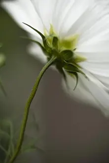 Stalk Prints: Close-up of a white flower