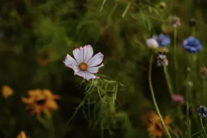 Soft Focus Prints: Close-up of White and Pink Cosmos Flower in Wild flower Field