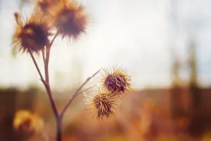Soft Prints: Close-up of a withered burdock plant in the sun