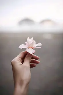 Rosy Prints: Close-up of woman's hand holding oleander flower