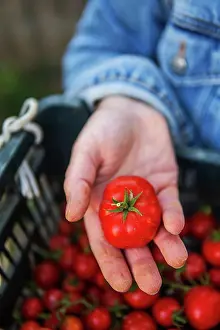 Produce Prints: Close-up of a woman's hands holding organic cherry tomatoes