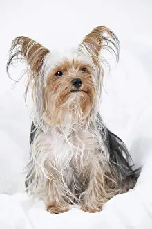 Hunt Prints: Close-up of a Yorkshire Terrier sitting on couch