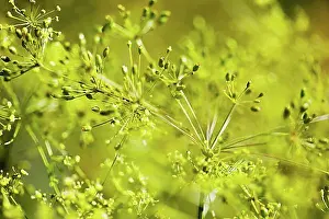 Seed Prints: Close-ups of dill flowers and seed pods