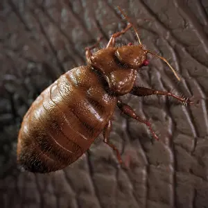 Arthropoda Prints: A close up view of the Cimex Lectularius or bedbug