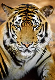 Moody Prints: Close up view of a grumpy looking tiger