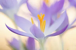 Projects Prints: Close up of a violet flowering crocus blossom A violet flowering crocus blossom