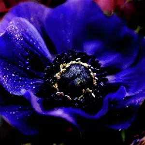 Moisture Prints: Close up of water droplets on flower