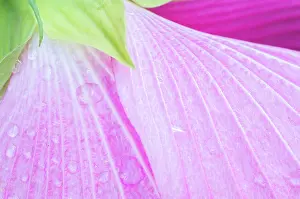 Claude Prints: Close up of wet pink flower petals