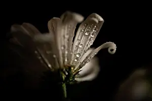 Curl Prints: CLOSE UP OF WHITE FLOWER WITH WATER DETAILS