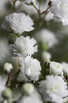 Pastel Prints: close up white soft flowers