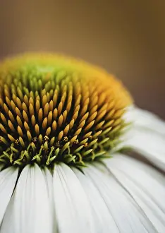 Kingston Prints: Close up of the yellow center of a white echinacea flower