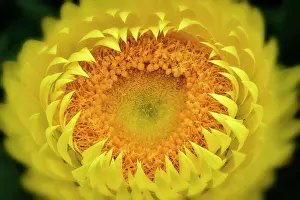 Pistil Prints: Close up of yellow coloured Bracteantha flower