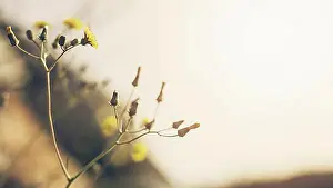 Closing Prints: close up yellow flower with bud