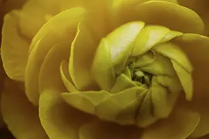 Oklahoma Prints: Close up yellow flower with spiral petals