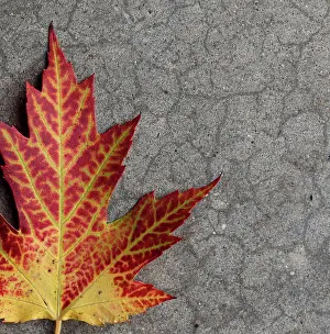 Kingston Prints: Close up of yellow and red maple leaf on gray background in fall