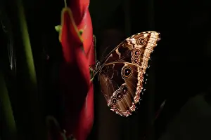 Tender Prints: Closeup amazing brown butterfly sitting on green leaf in nature
