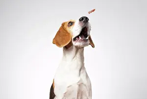 Gorgeous Prints: Closeup of Beagle dog, portrait, in front of white