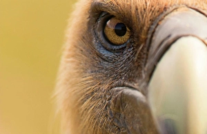Ornithology Prints: Closeup eye and beak of furious wild vulture looking at camera on blurred background