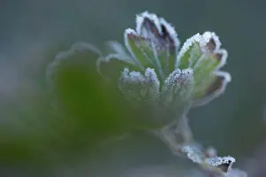Frozen Prints: Closeup of frozen gooseberry leaves
