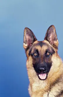 Loyalty Prints: Closeup of German shepherd head on blue background