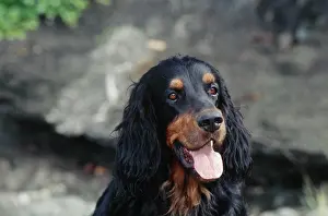 Canine Prints: Closeup of Gordon Setter face