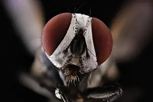 Round Prints: Closeup of magnified grey head of flying insect with round convex brown eyes