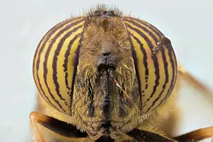 Round Prints: Closeup of magnified yellow striped eyes on head of exotic fly