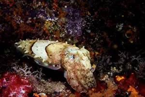 Cephalopod Prints: Closeup of a Needle cuttlefish (Sepia aculeata), Indonesia