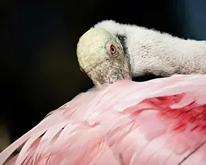Florida Prints: A Closeup of a Roseate Spoonbill Preening