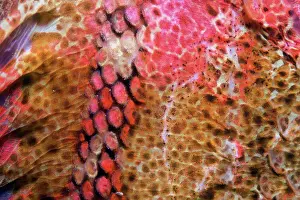Scales Prints: Closeup the scales of a red irish lord (Hemilepidotus hemiliepidotus) fish