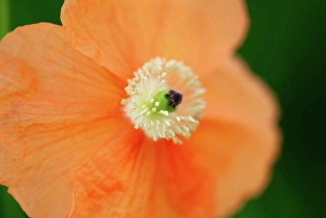 Ecological Prints: A closeup shot of the white stamen of a peach colored poppy flower.. Peach Poppy Stamen