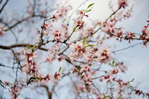 Blurred Background Prints: Closeup wooden twig with pink blooms in garden on hills on blurred background