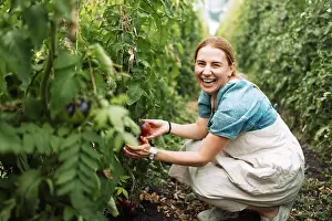 Farm Prints: Closeup of a young attractive female farmer checking the ripe fruits of black tomatoes Closeup of a young attractive