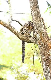Canine Prints: Clouded Leopard waiting in branch of a tree and looking at prey at Mizoram, India