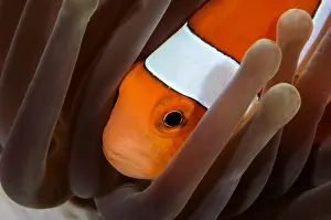 Animal Mouth Prints: Clown Anemonefish, Indonesia